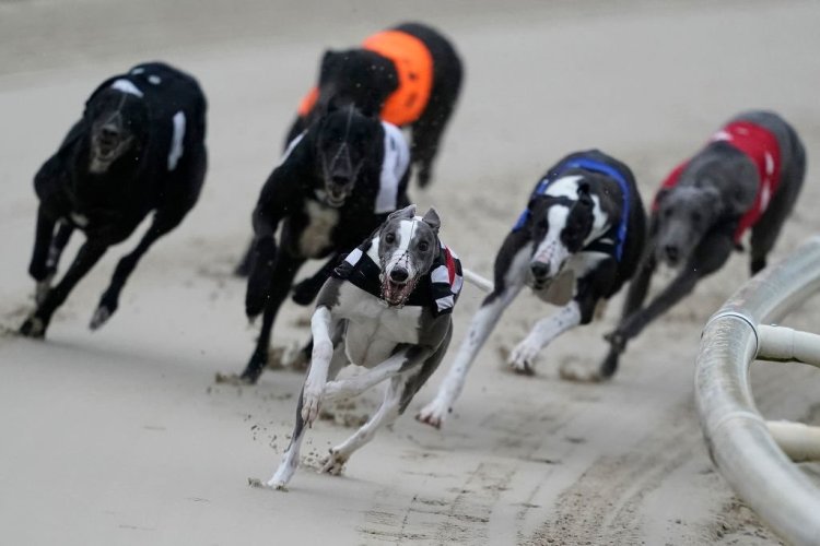 Dog Racing Betting; How does it work